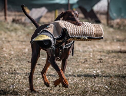 Výcvik Šumperk – Vikýřovice, 2025-03